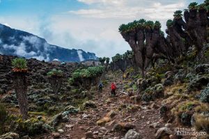 lemosho_route_kilimanjaro lemosho_route_kilimanjaro